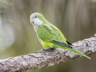 Monk Parakeet - Myiopsitta monachus - Birds of the World