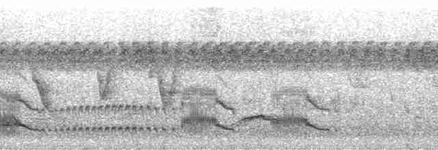 Copetón de Swainson - ML19155