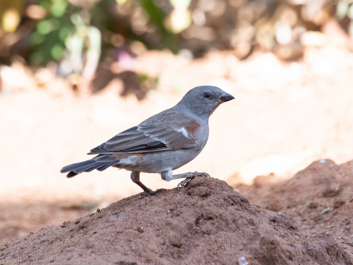Swahili Sparrow - ML191550631