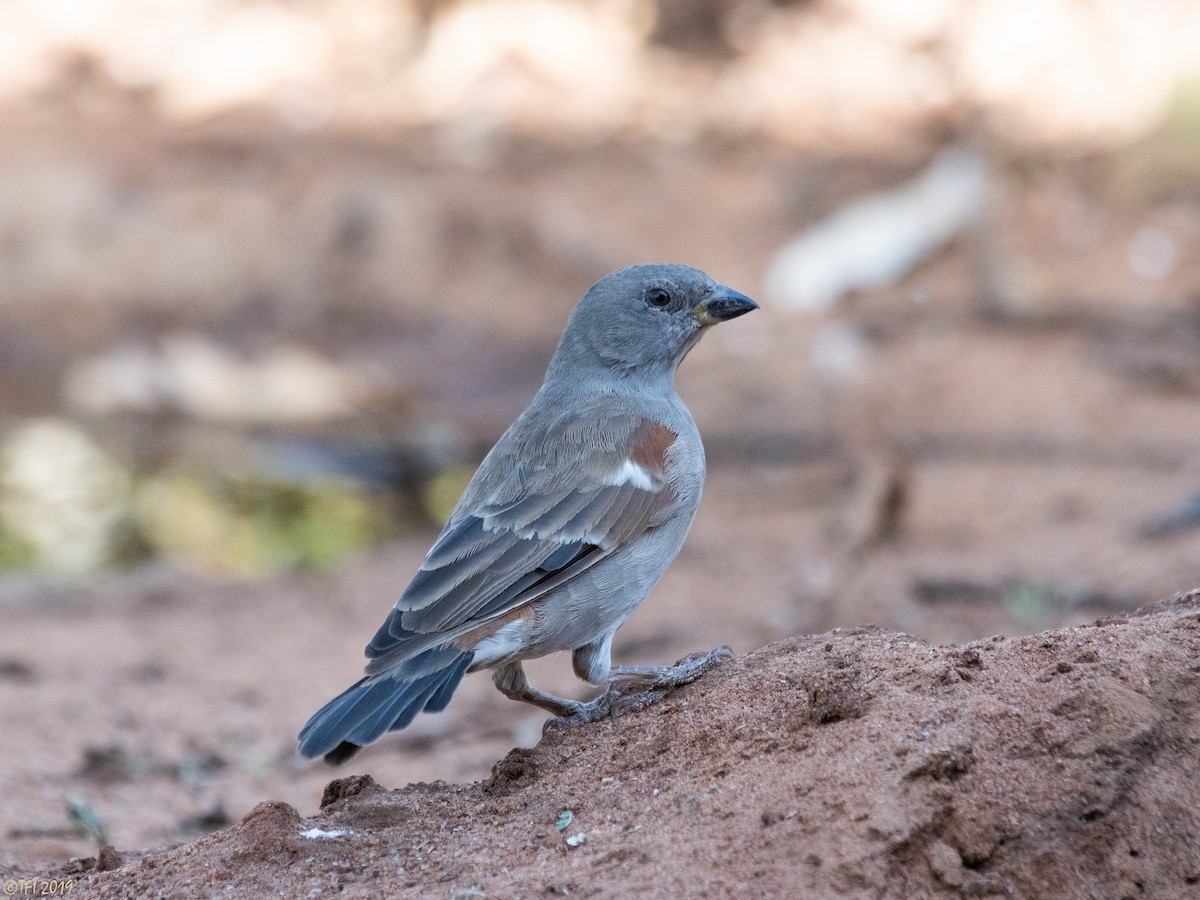 Swahili Sparrow - T I