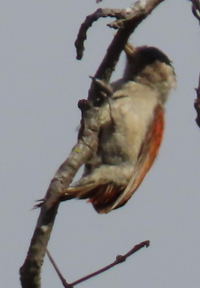 Scarlet-backed Woodpecker - Peter Colasanti