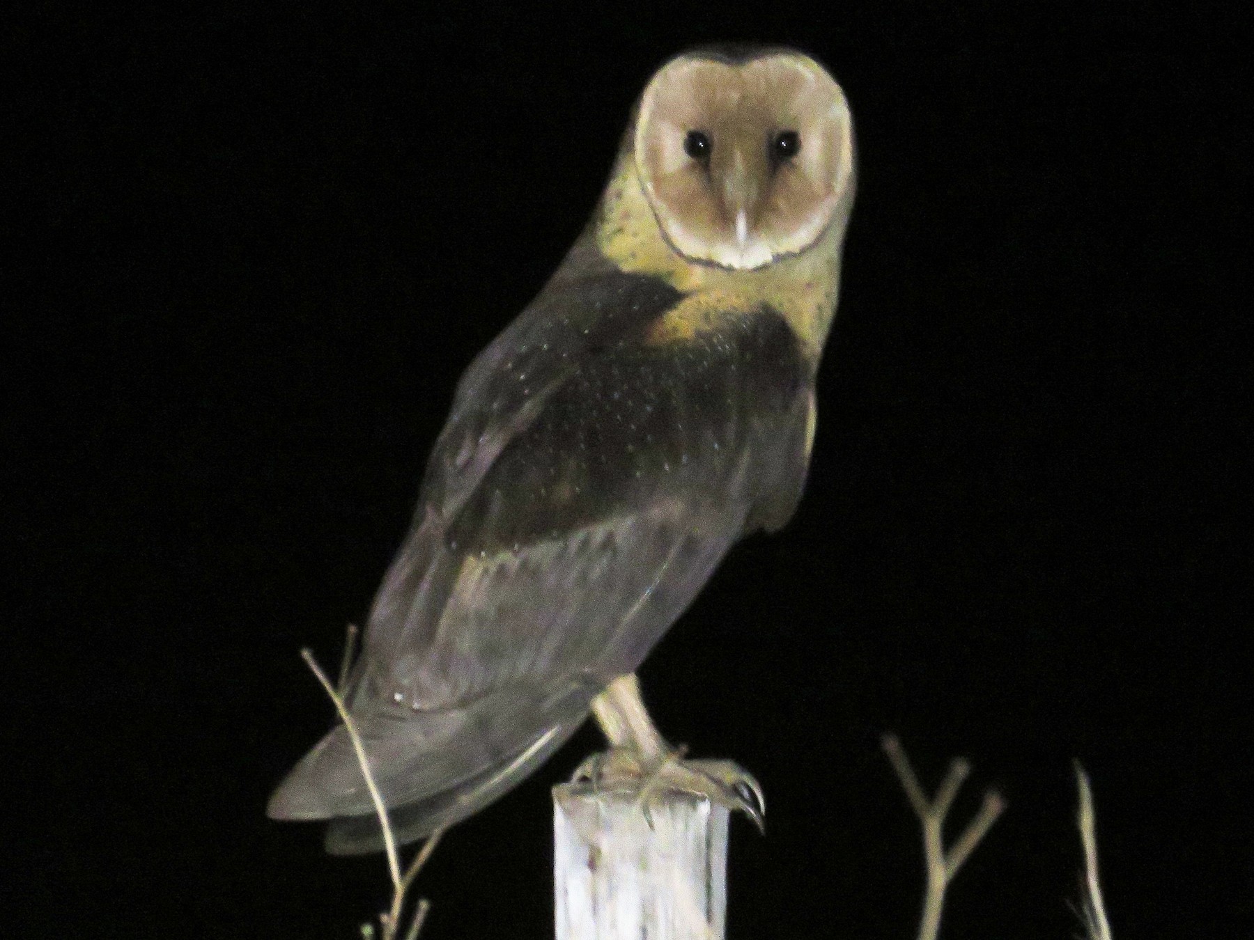 African Grass-Owl - Brad Arthur