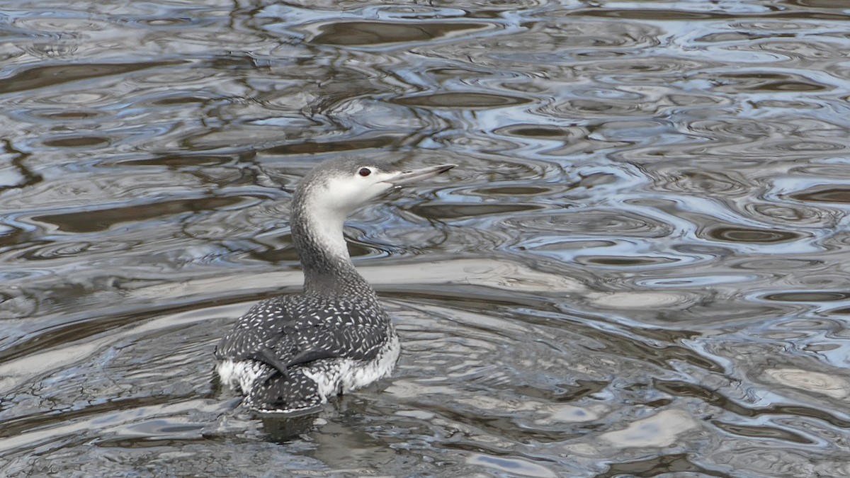 Red-throated Loon - ML191555871