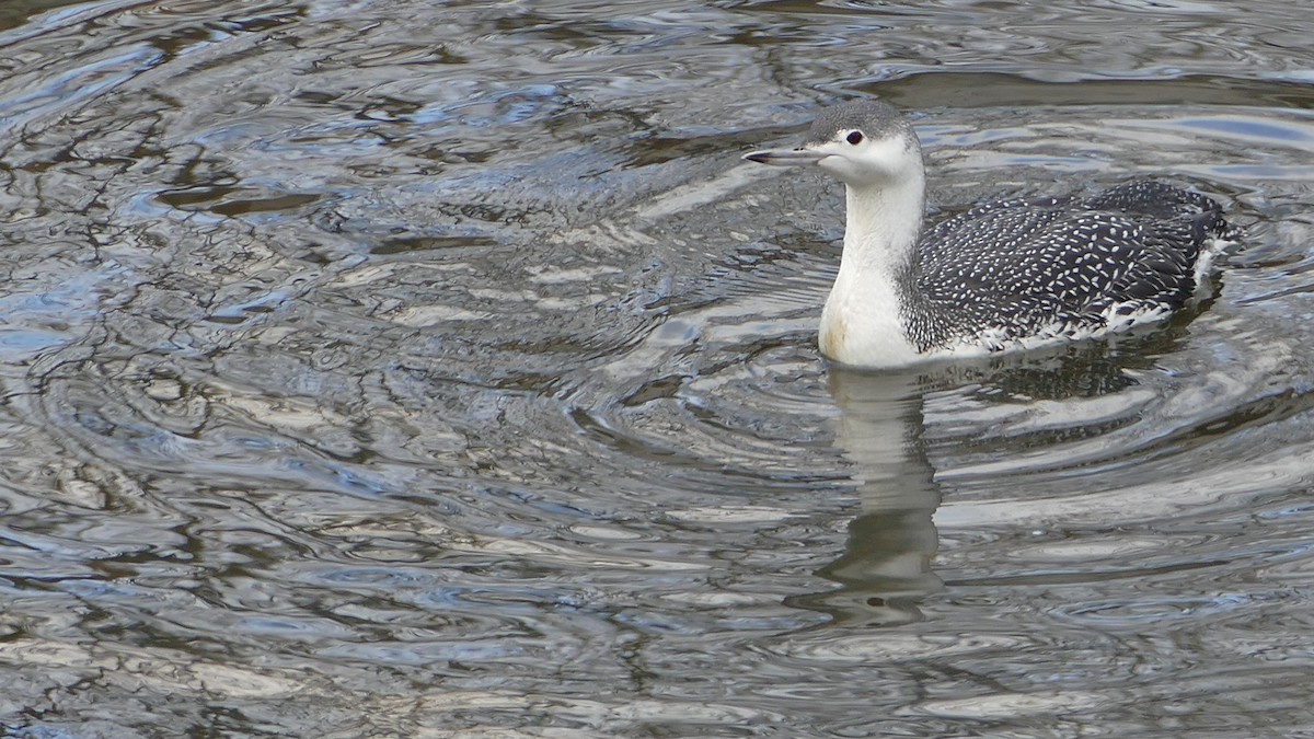 Red-throated Loon - Rodney Bartgis