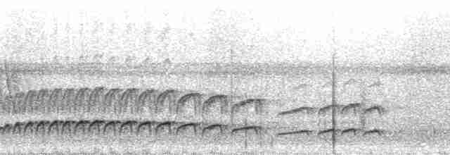 Copetón de Swainson - ML19156
