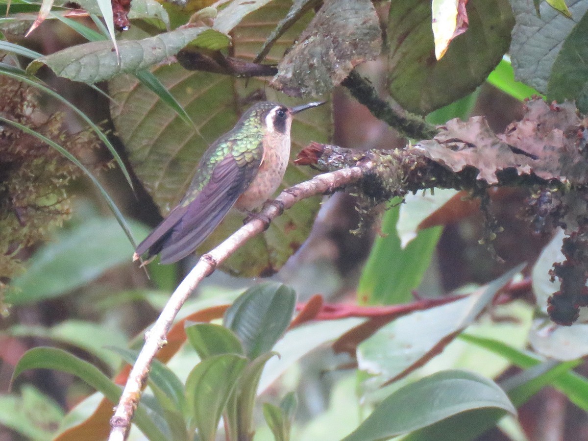 Speckled Hummingbird - ML191561021