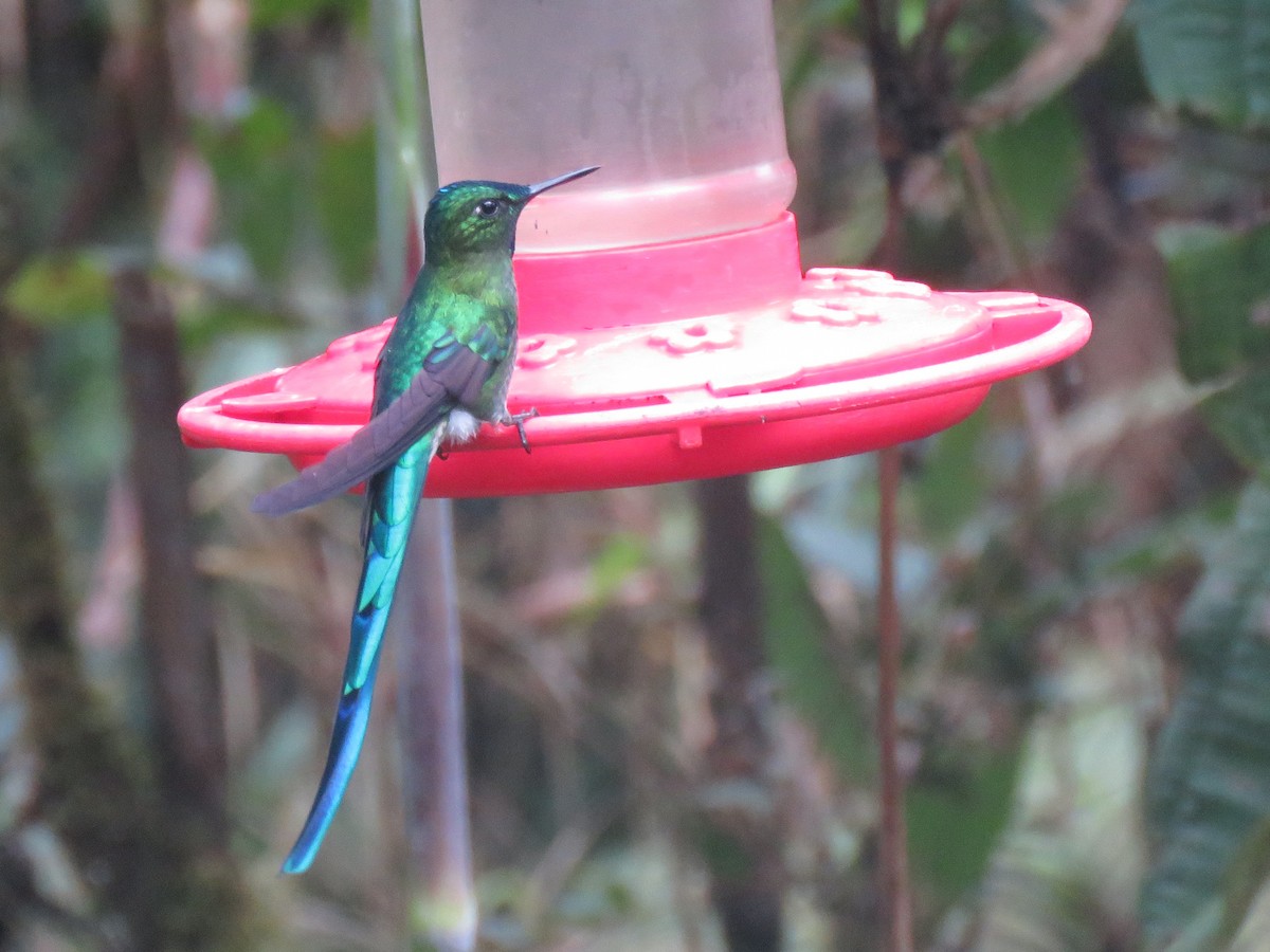 Long-tailed Sylph - ML191561231