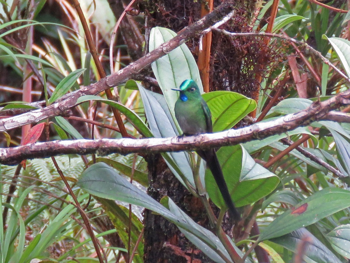Long-tailed Sylph - ML191561261