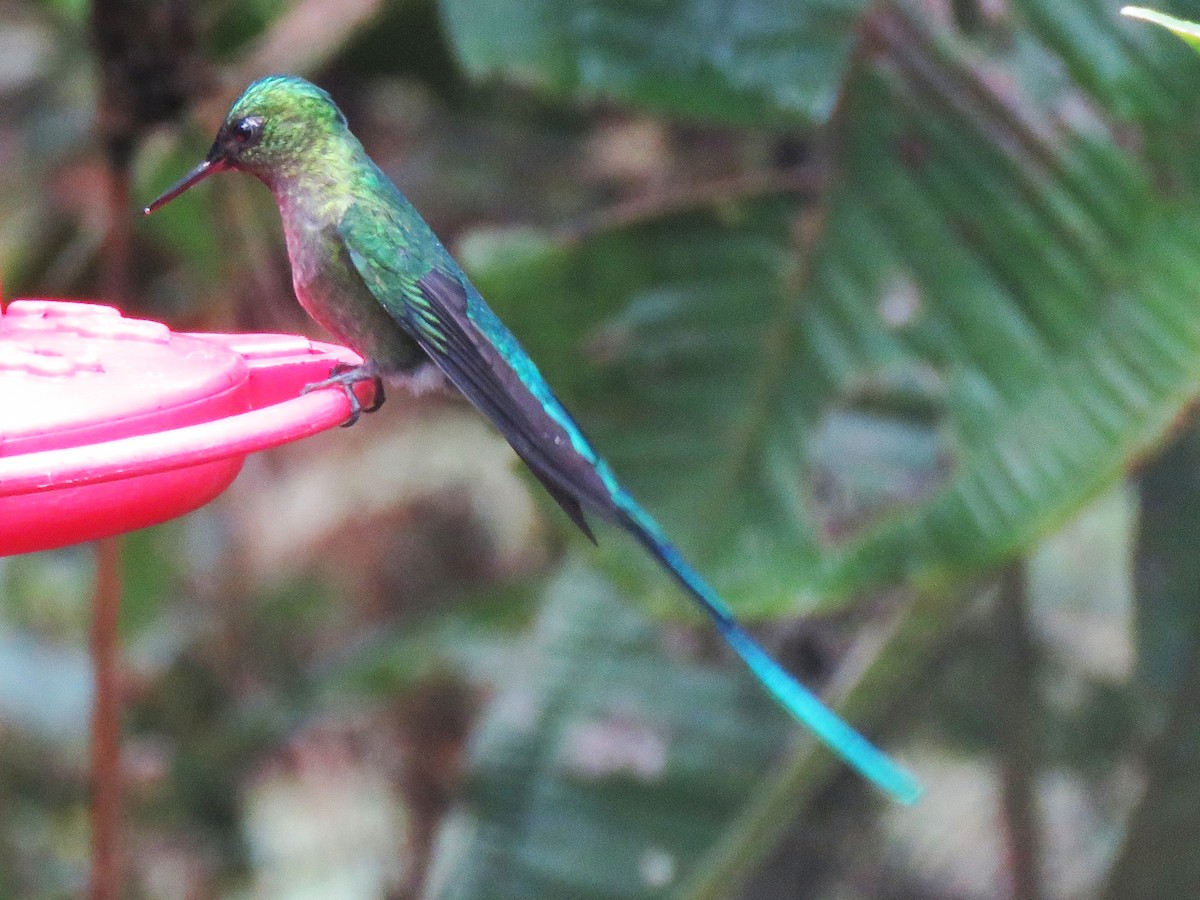 Long-tailed Sylph - ML191561291
