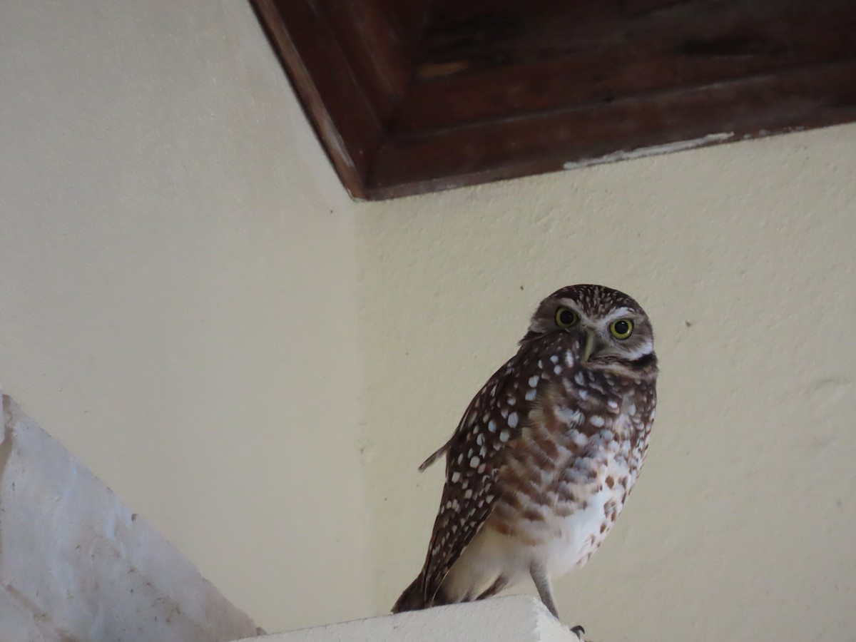 Burrowing Owl - ML191561401