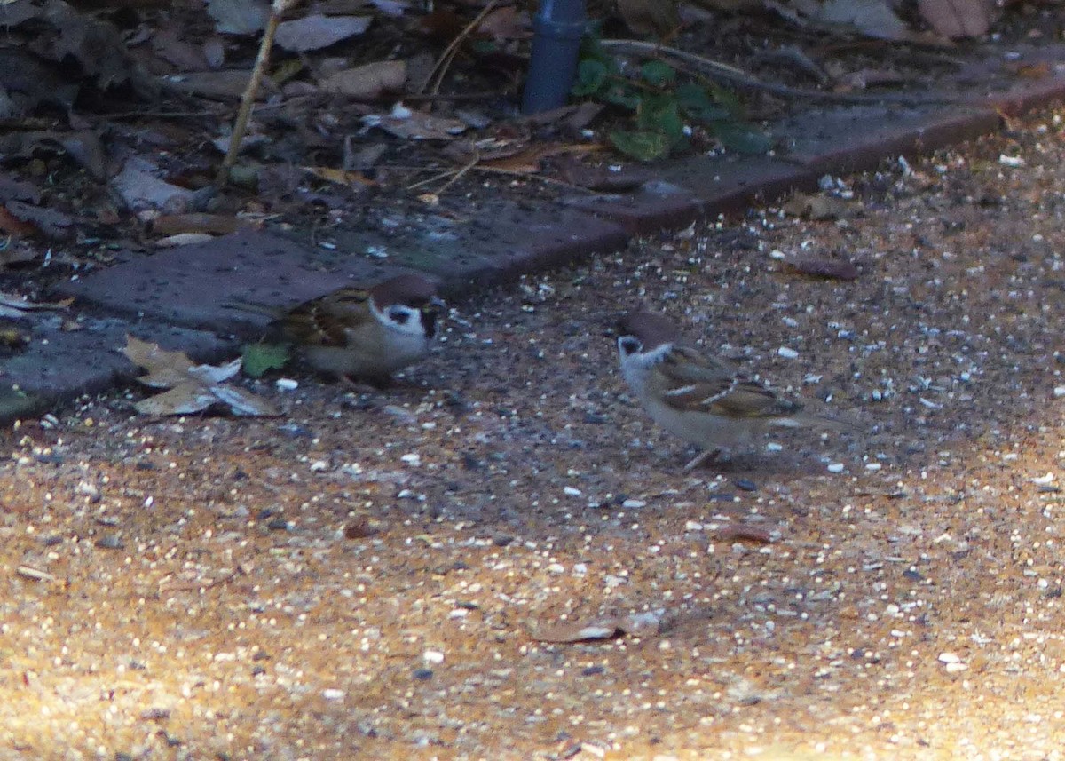 Eurasian Tree Sparrow - ML191562881