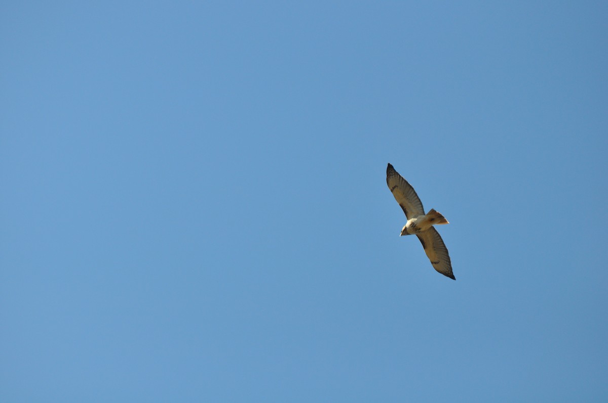 Red-tailed Hawk - ML191564611