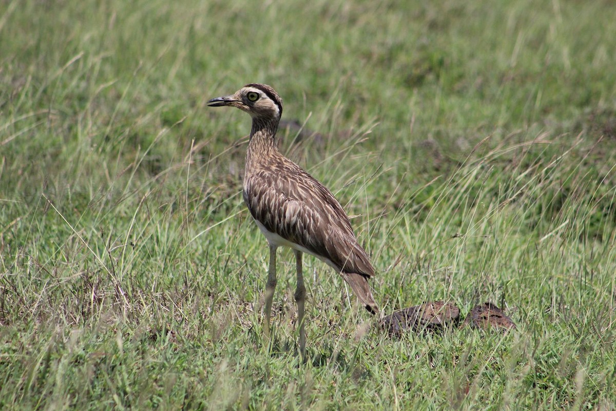 Double-striped Thick-knee - ML191565541