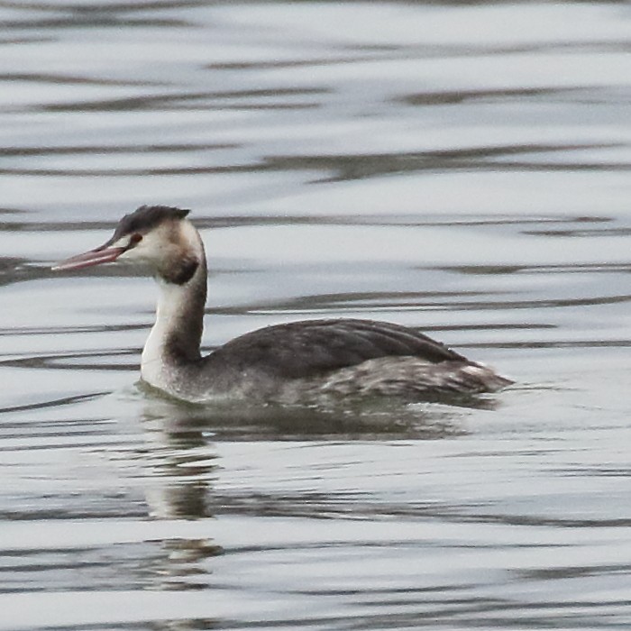 Great Crested Grebe - Jaime Pires