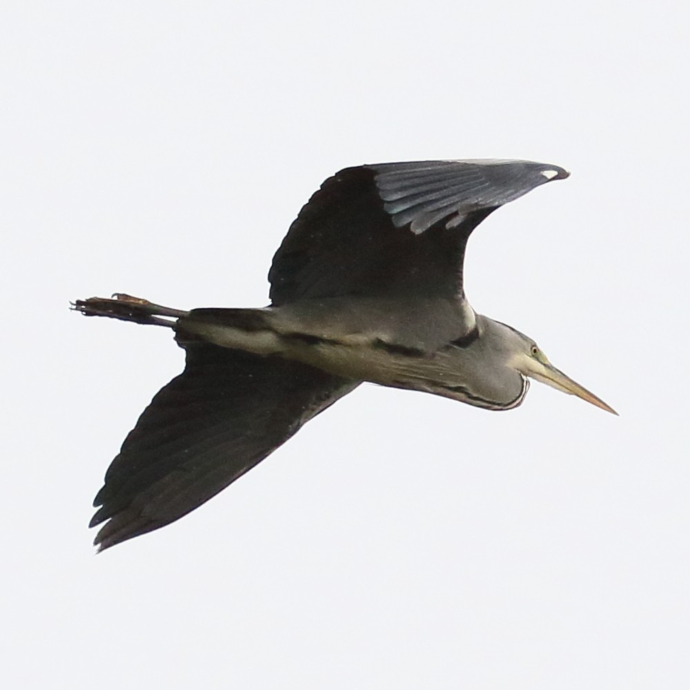 Gray Heron - ML191567121
