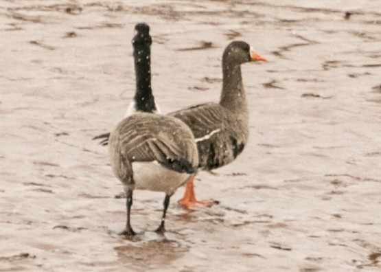 Greater White-fronted Goose (Greenland) - ML191567951
