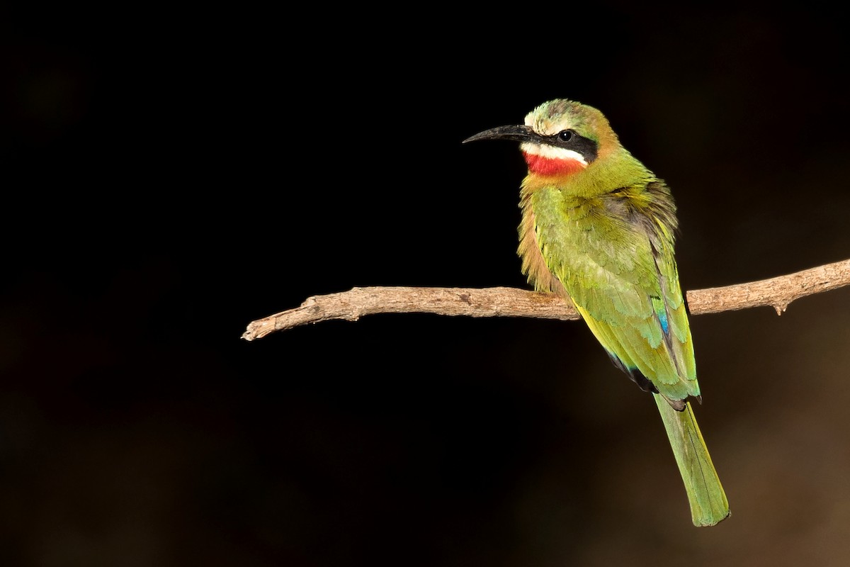 White-fronted Bee-eater - David Irving