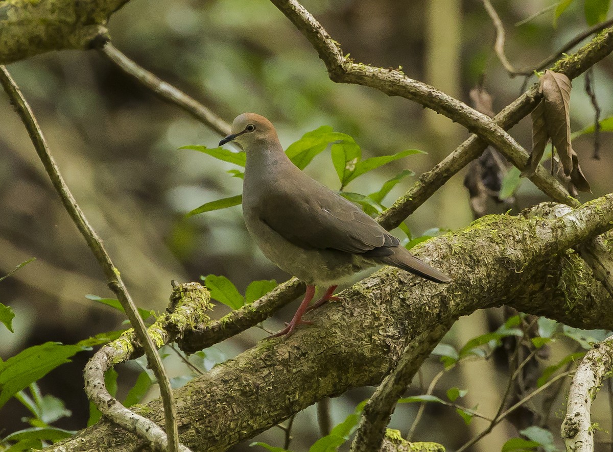 Gray-chested Dove - ML191570581