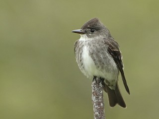  - Olive-sided Flycatcher