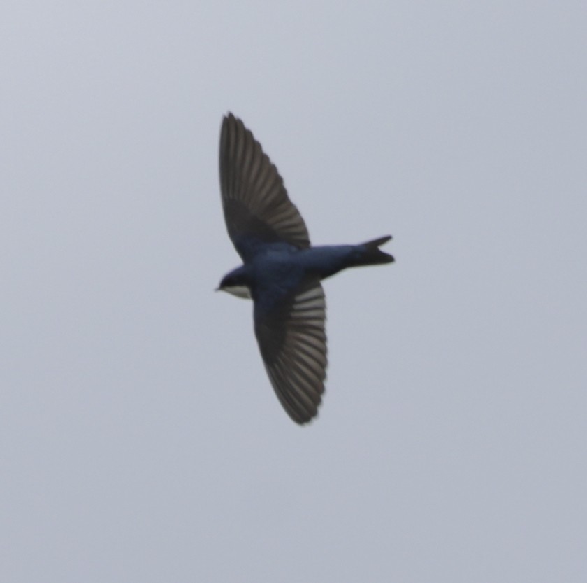 Blue-and-white Swallow - Manlio Cuevas L.