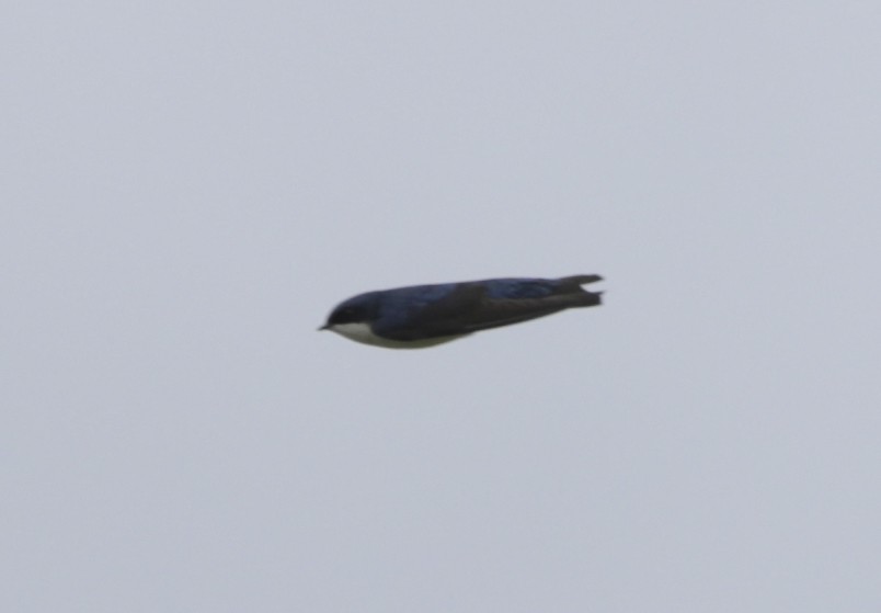 Blue-and-white Swallow - ML191572071
