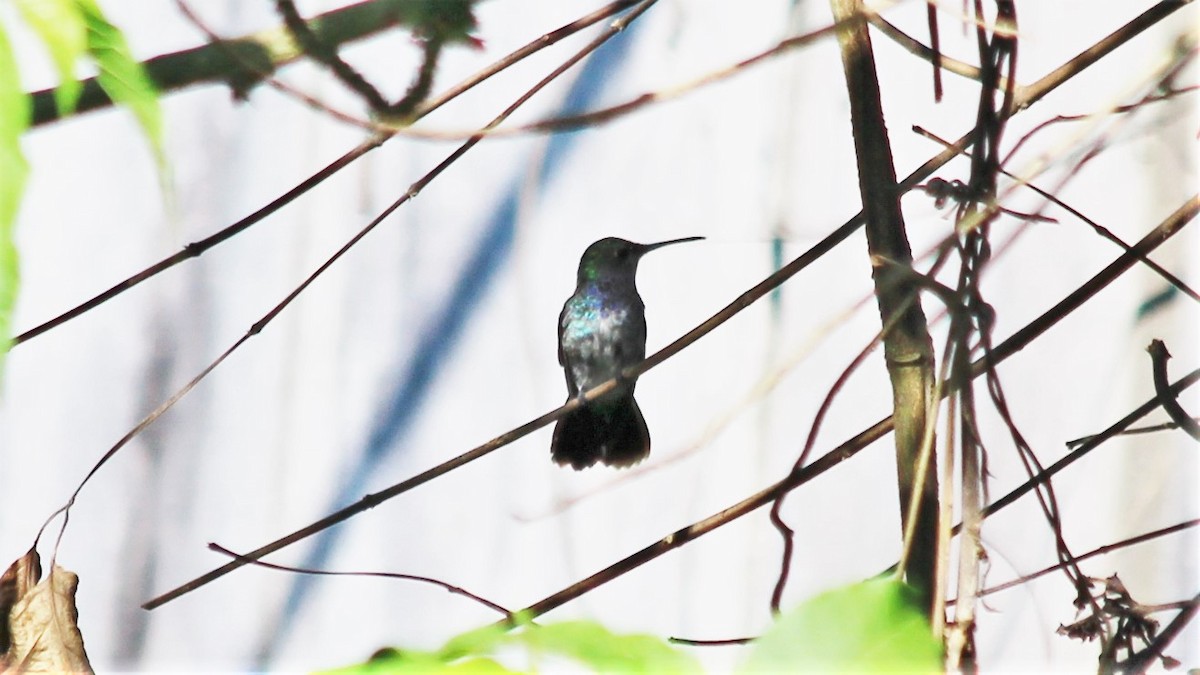 kolibřík safírový - ML191572451