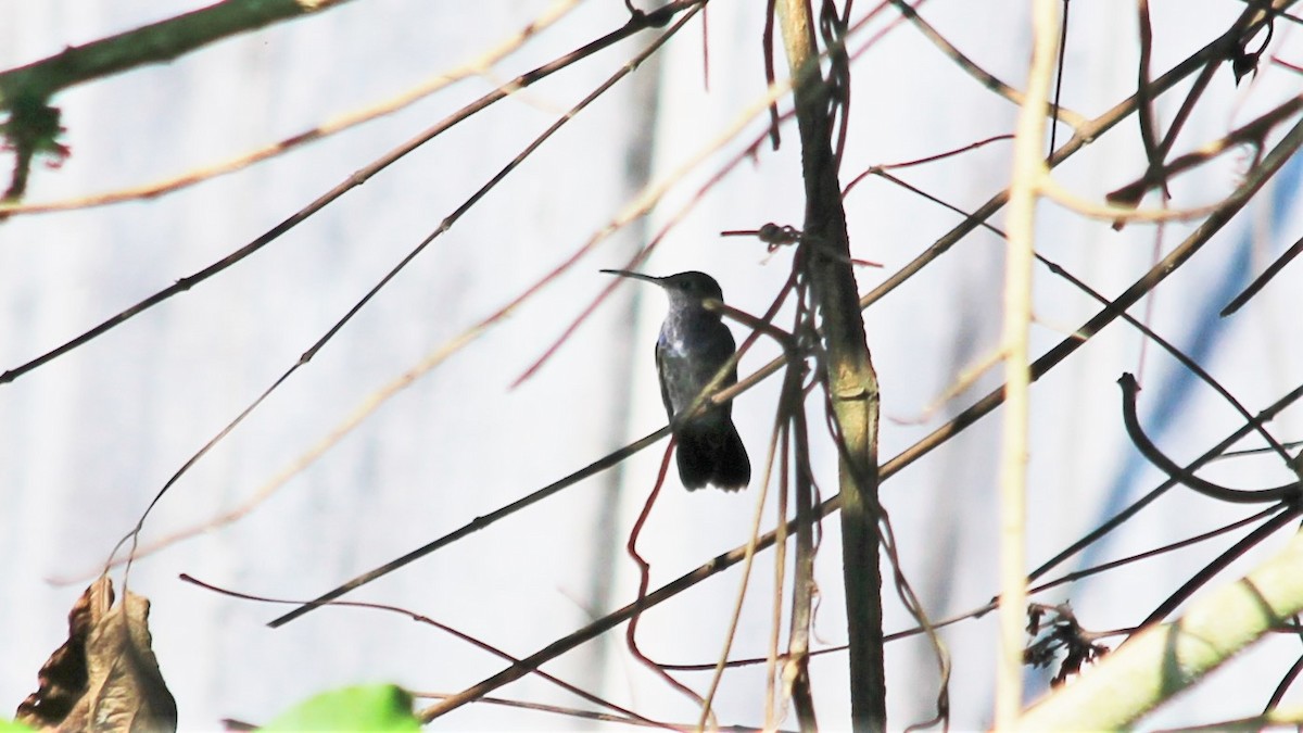kolibřík safírový - ML191572461