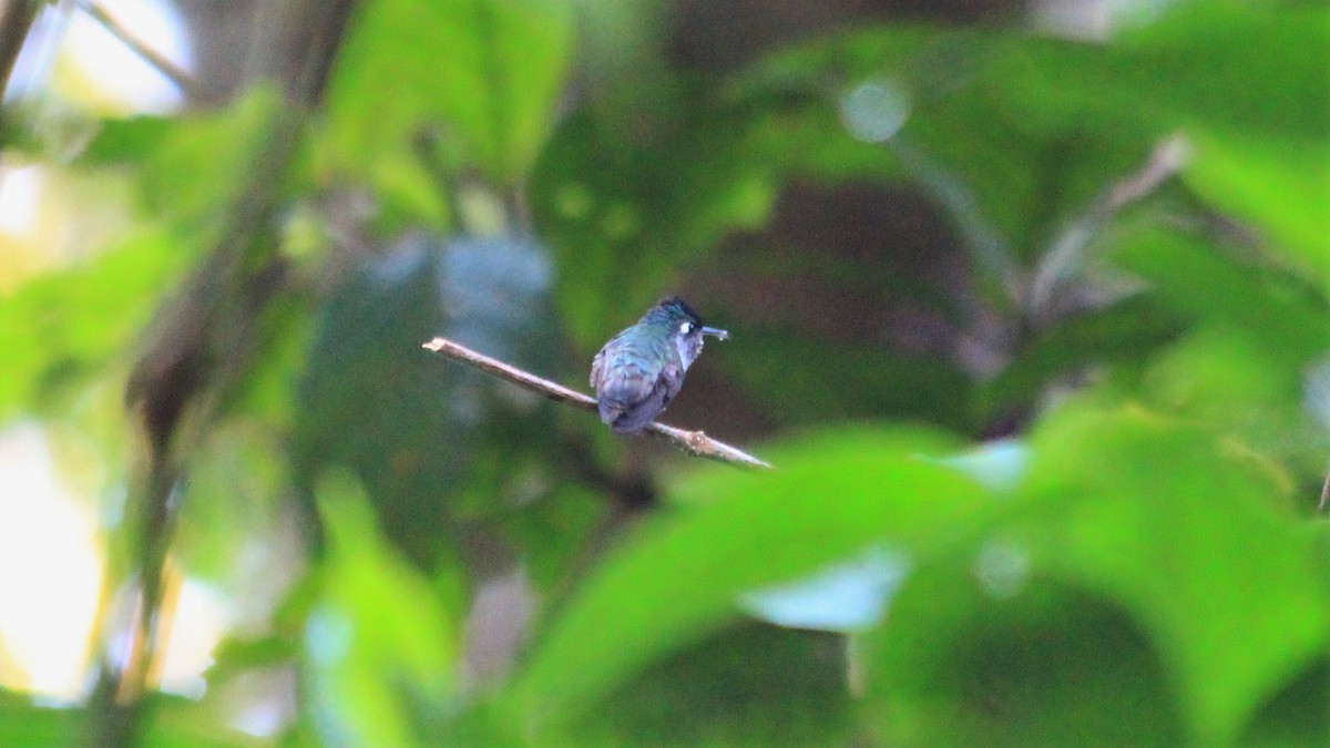 Violet-headed Hummingbird - ML191572511