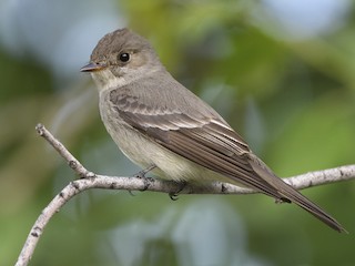  - Western Wood-Pewee