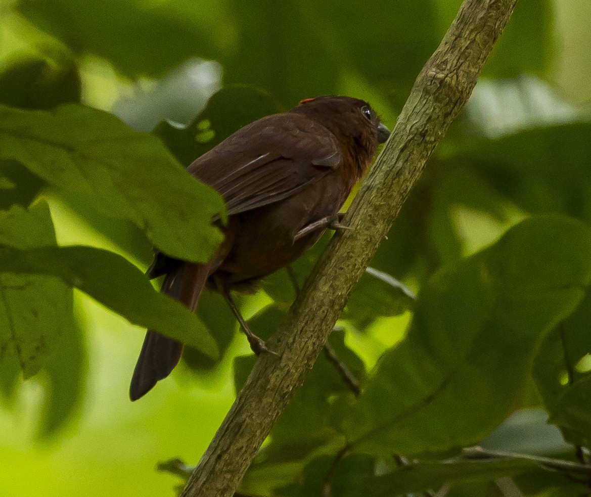 Red-crowned Ant-Tanager - ML191573141