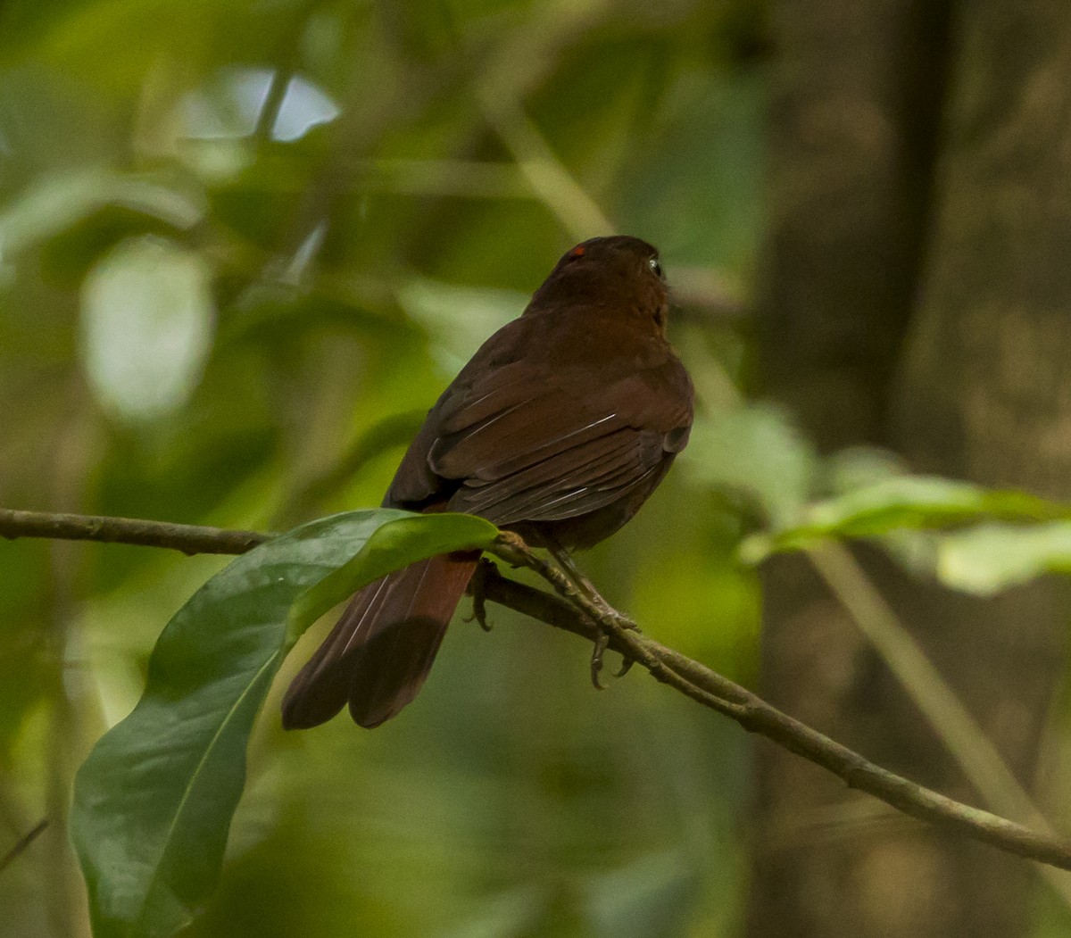 Red-crowned Ant-Tanager - ML191573151