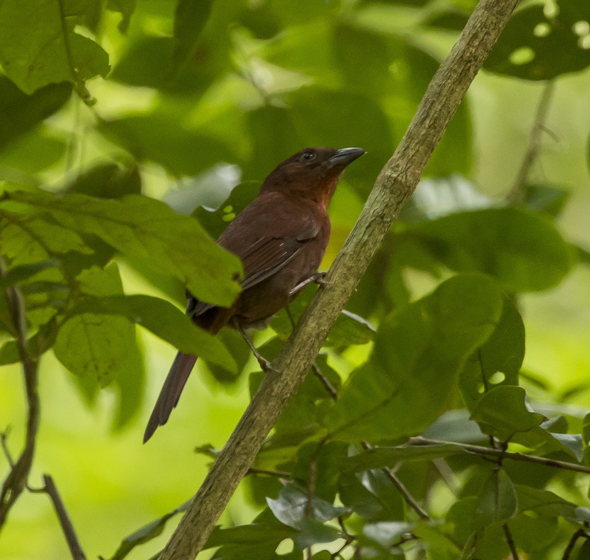 Red-crowned Ant-Tanager - ML191573161