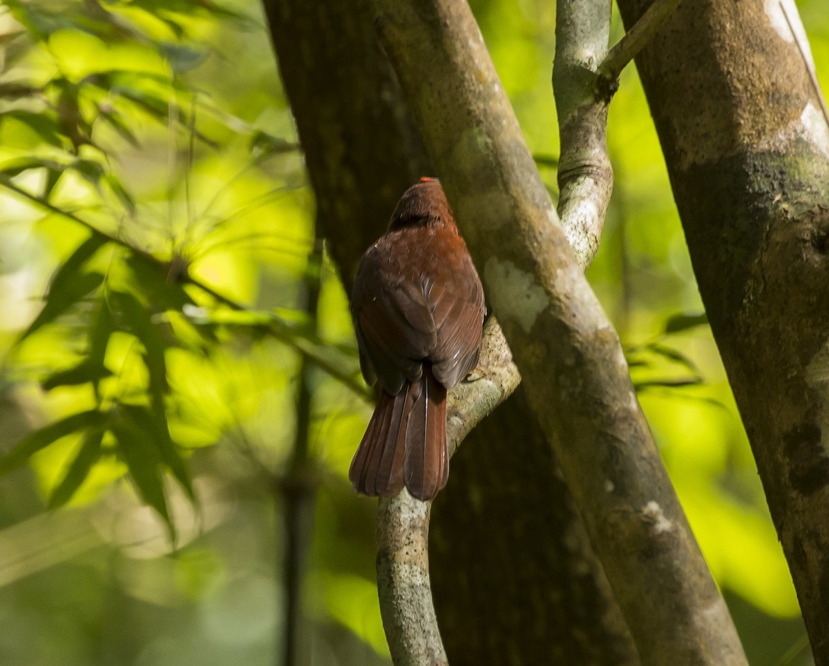 Red-crowned Ant-Tanager - ML191573171