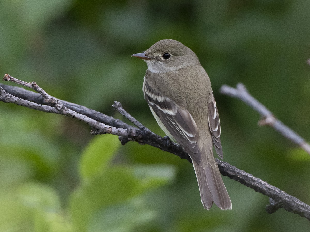 Alder Flycatcher - Empidonax alnorum - Birds of the World