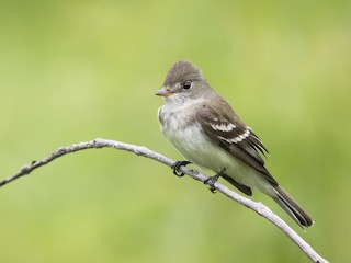  - Willow Flycatcher