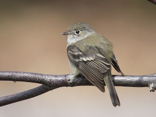  - Least Flycatcher