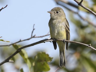  - Dusky Flycatcher