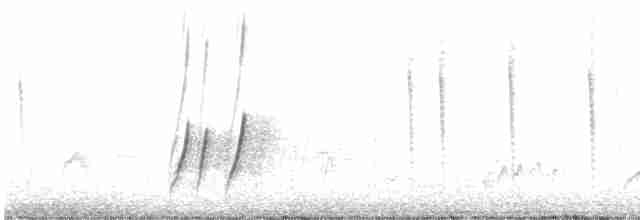 Curve-billed Thrasher (palmeri Group) - ML191577881
