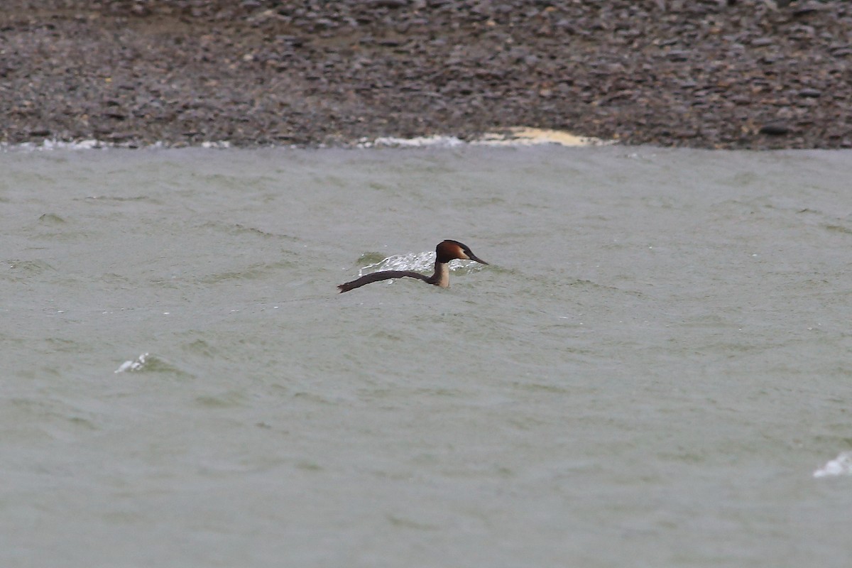 Great Crested Grebe - ML191579961