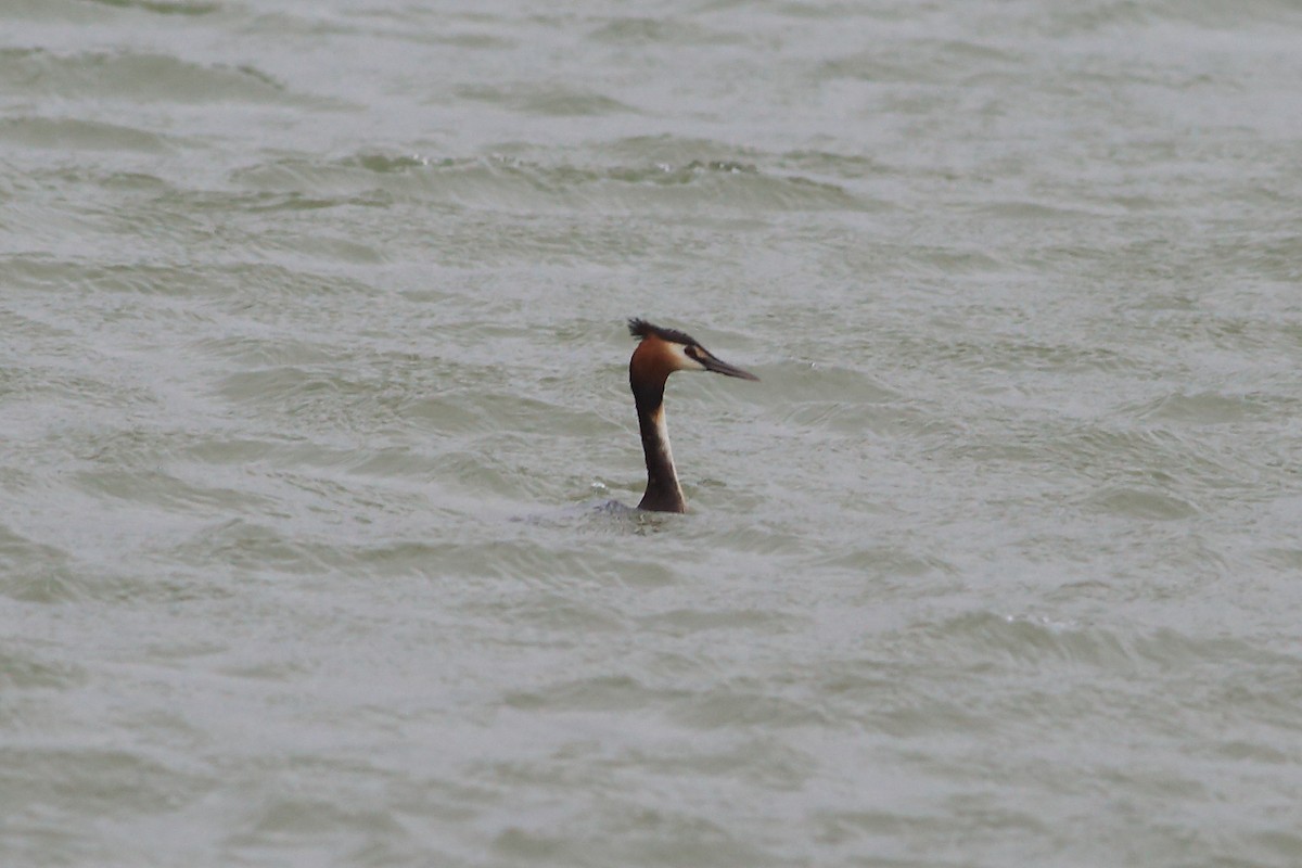 Great Crested Grebe - ML191579981