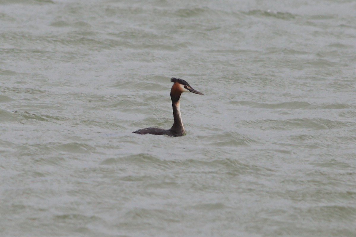 Great Crested Grebe - ML191579991