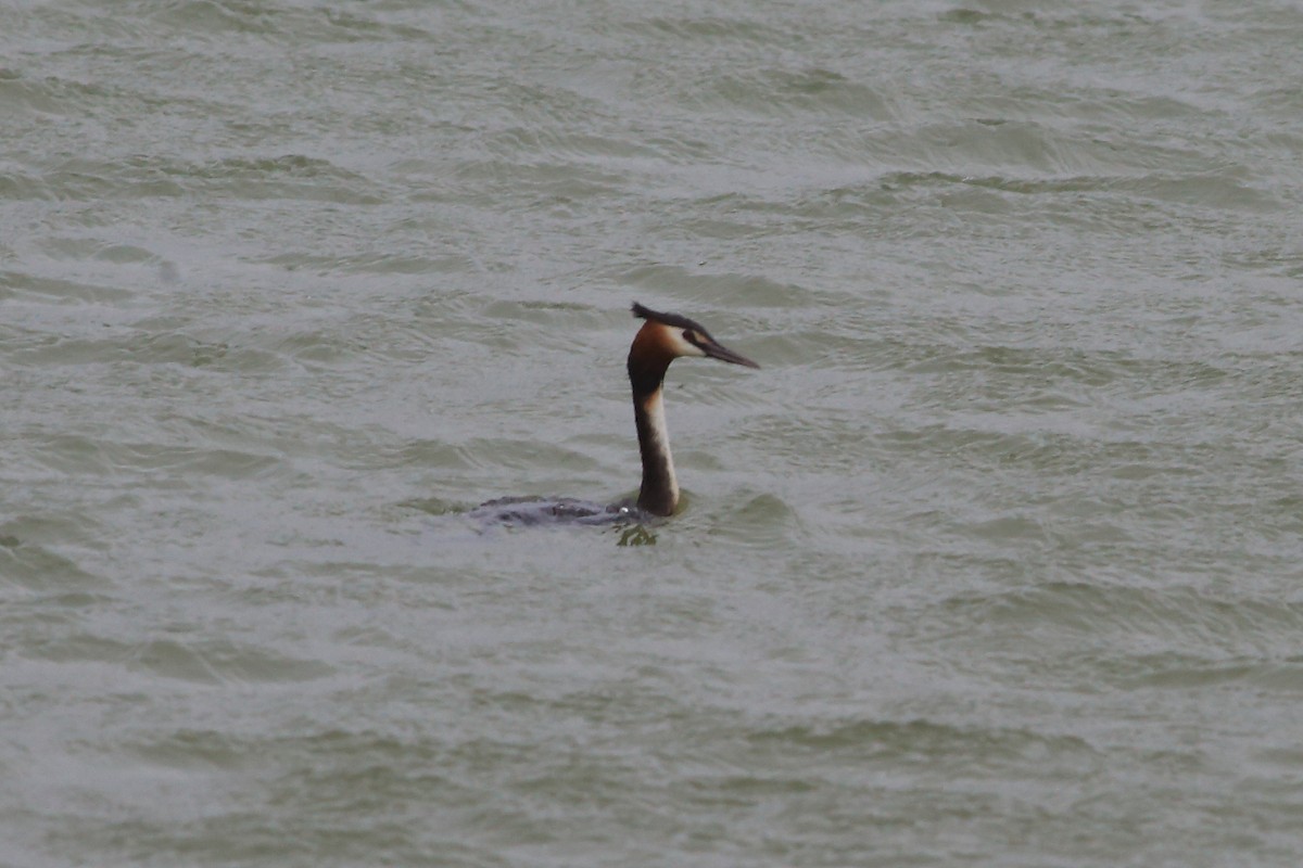 Great Crested Grebe - ML191580001