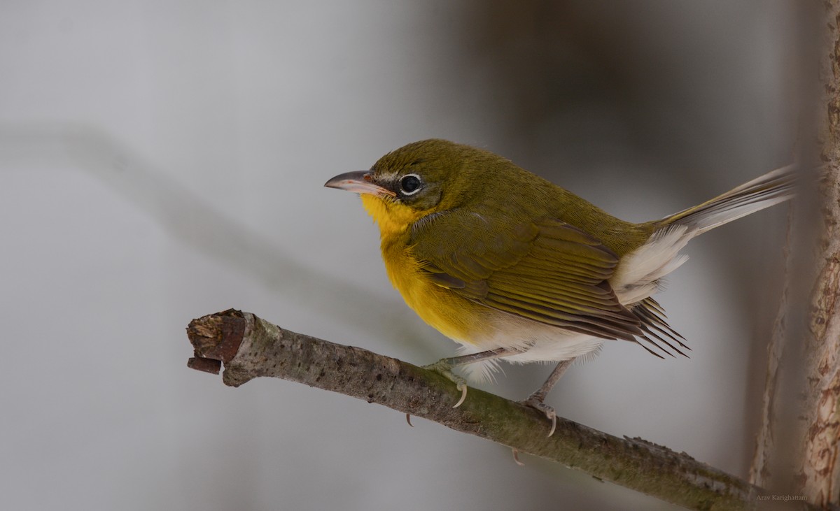 Yellow-breasted Chat - ML191582661