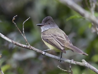  - Dusky-capped Flycatcher