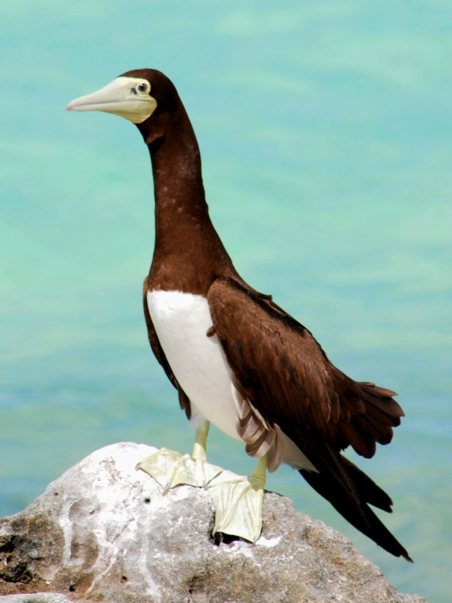 Brown Booby - ML191588091