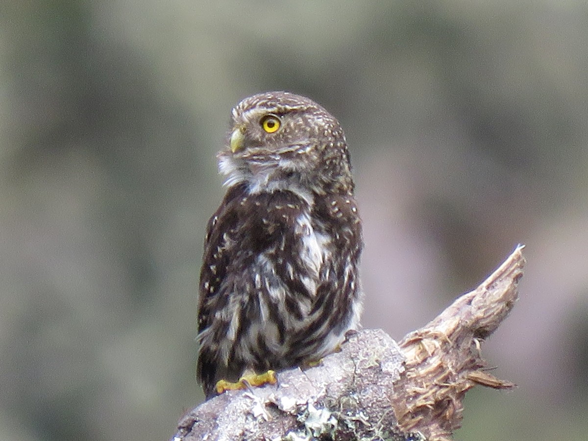 Yungas Pygmy-Owl - ML191589261