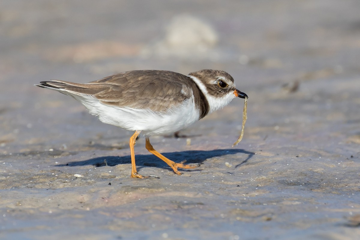 Semipalmated Plover - ML191590231