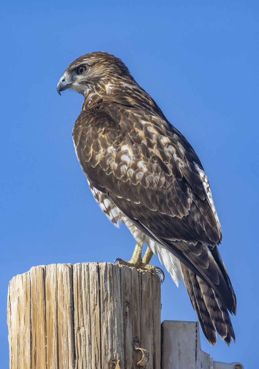 Red-tailed Hawk - Stephen Myers