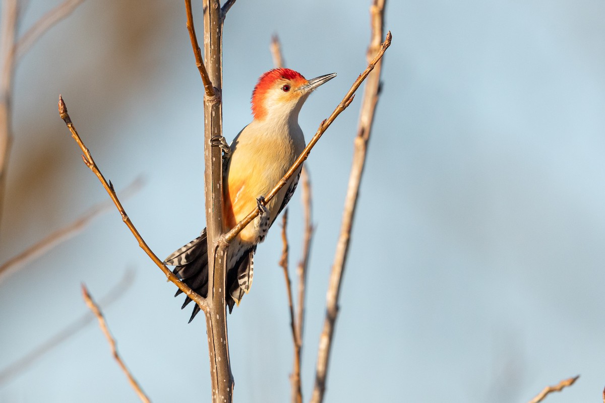 Red-bellied Woodpecker - ML191592661