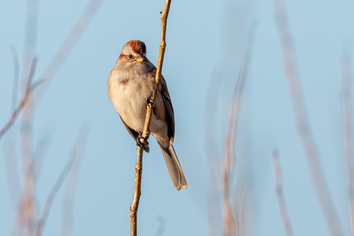 American Tree Sparrow - ML191592681